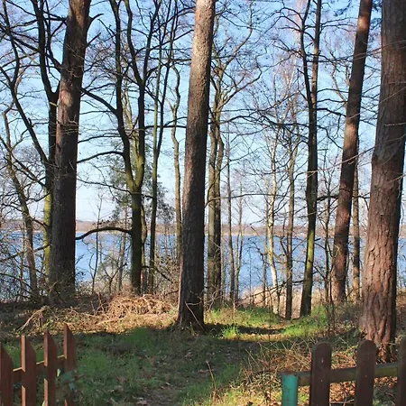 Swierkowy *